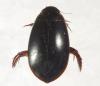 Megadytes sp.